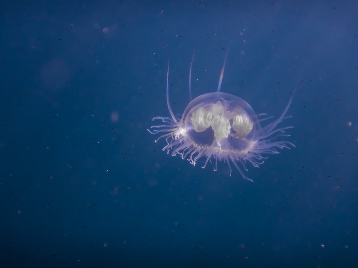 Meduza - Formentera