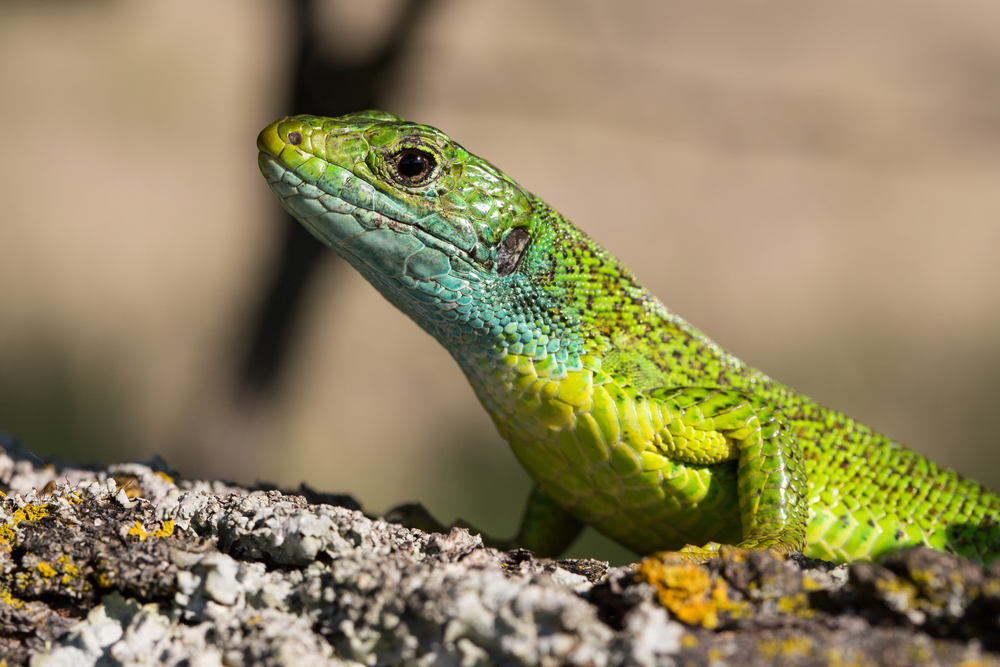 Soparla - Qawra
