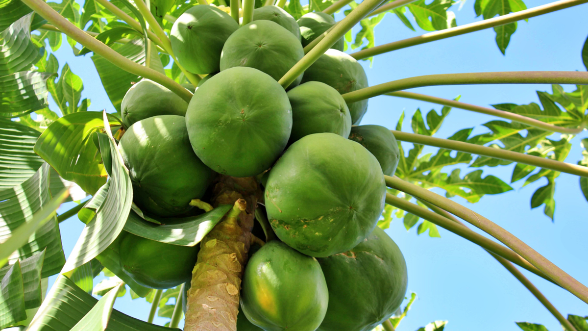 Papaya - Nungwi