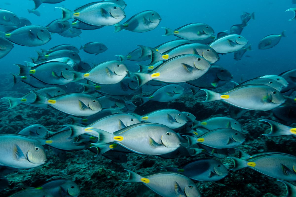 Cap Verde - scuba diving