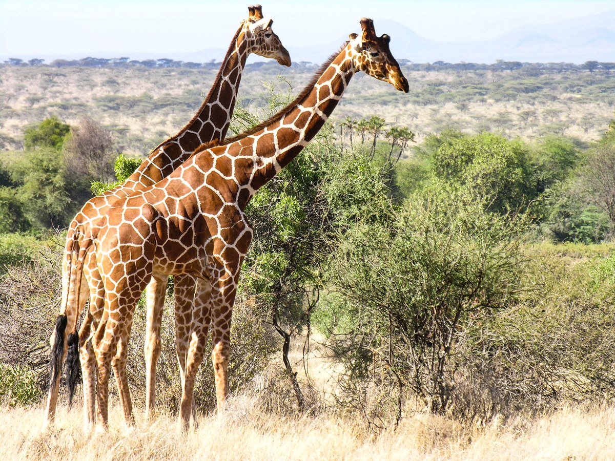 Girafe - Coasta Kenyana