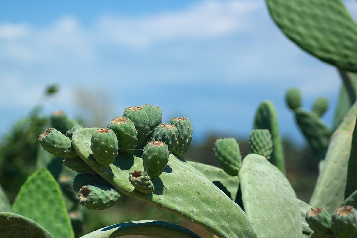 Cactus - Playa Taurito