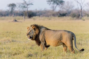 Parcul Național Masai Mara, leu
