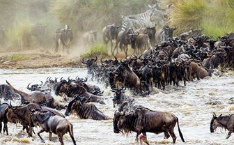 Parcul Național Masai Mara, gnu