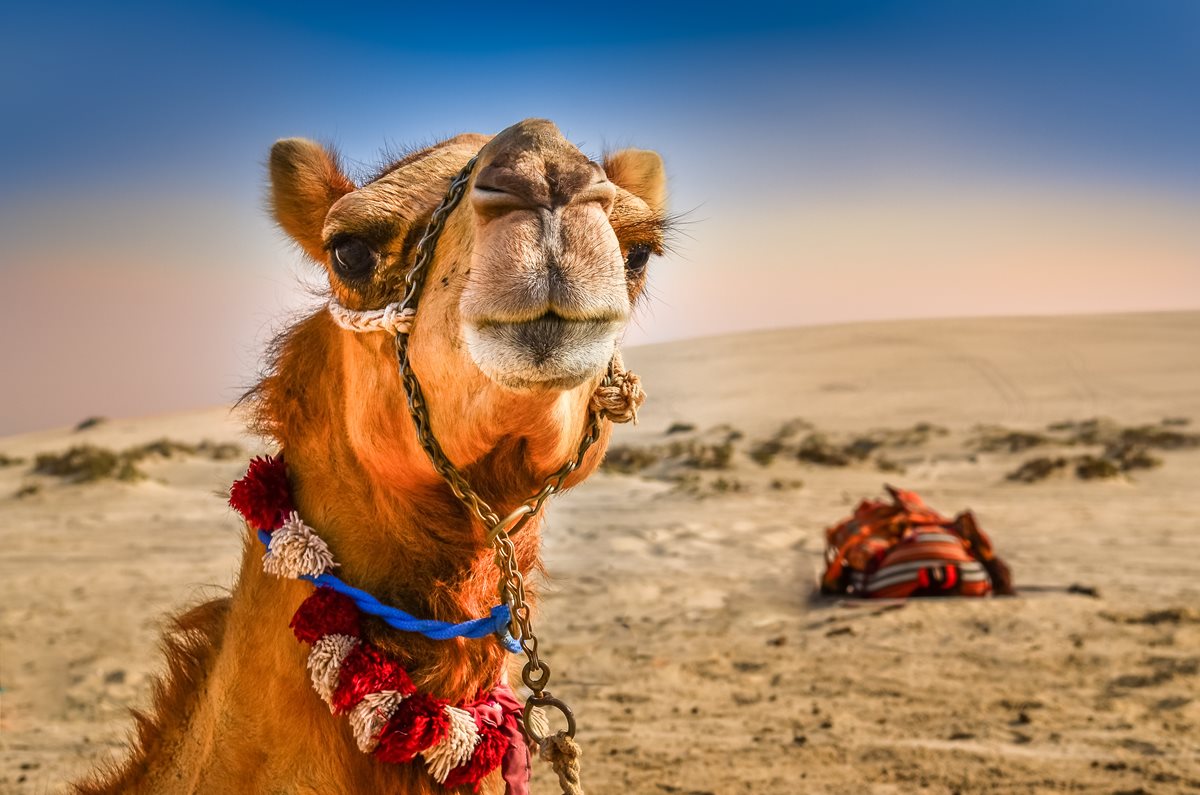 Camila - Umm Al Quwain