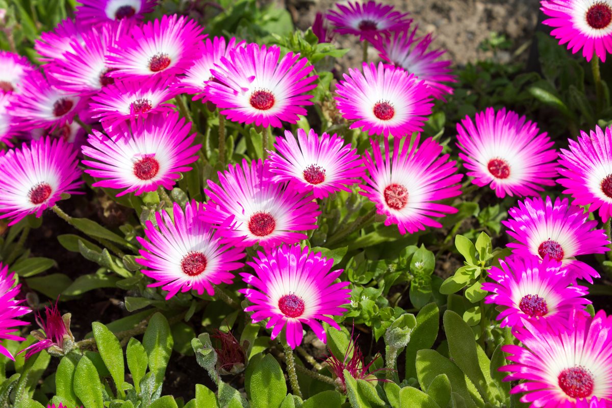 Papadie Mesembryanthemum - Boa Vista