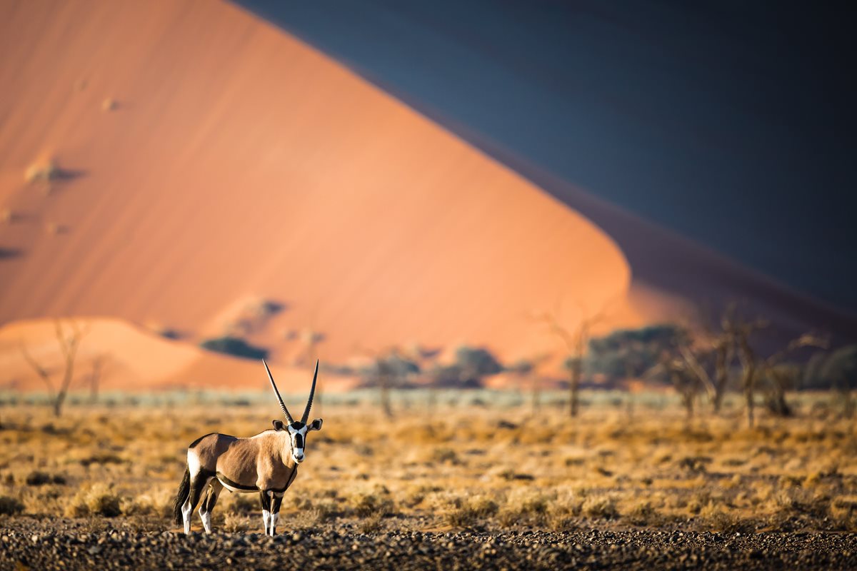 Antilopa araba Oryx - Amman