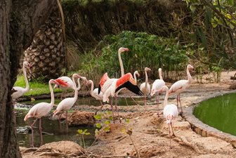 Gradina Zoologica din Lagos