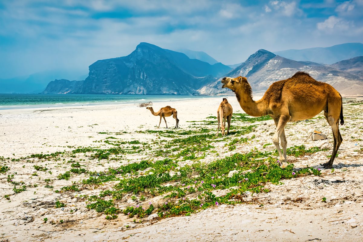 Plaja - Salalah