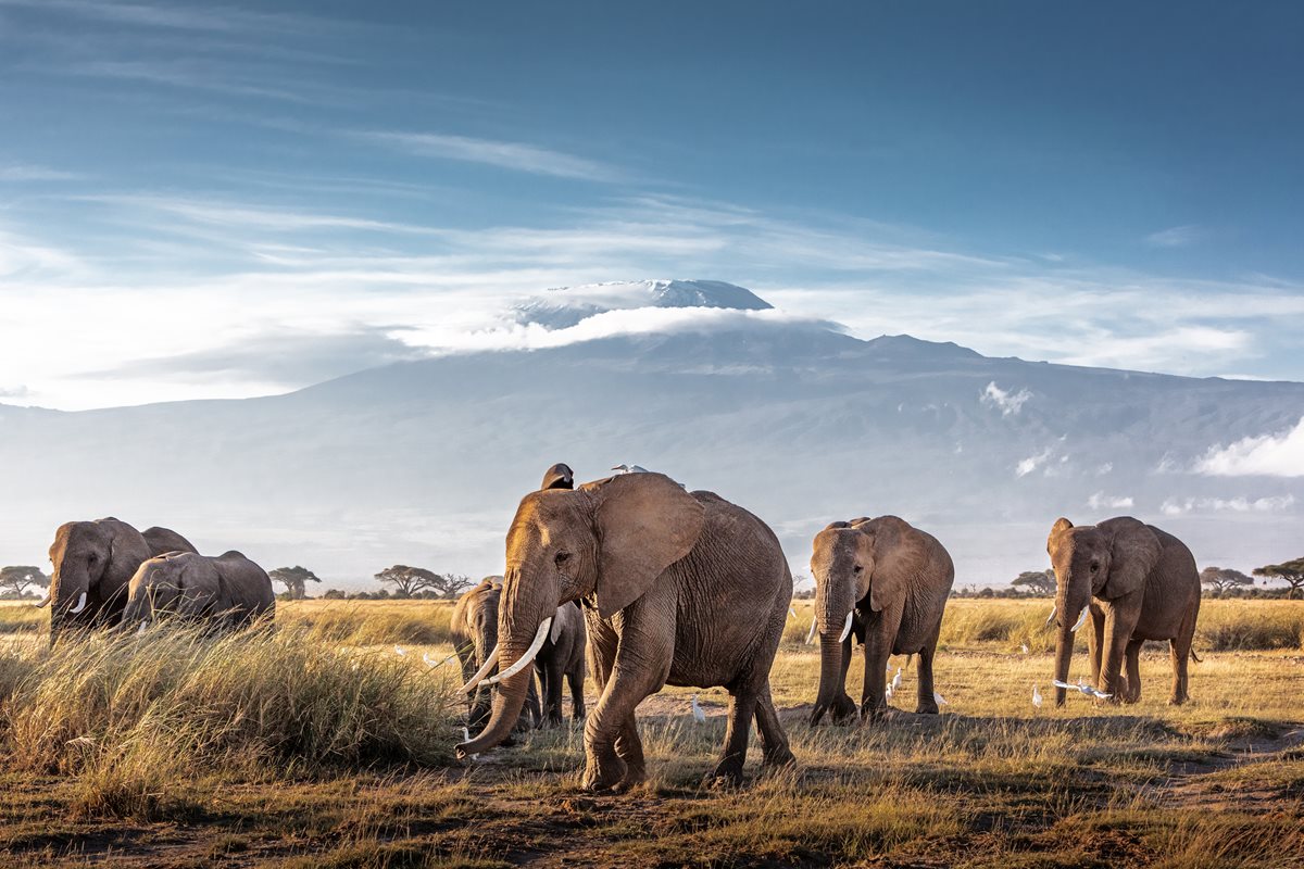 Elefanti - Kenya