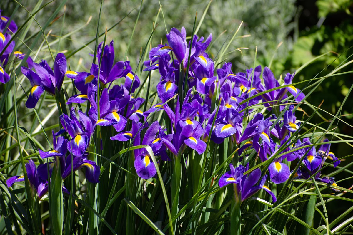 Iris albastru - Canada