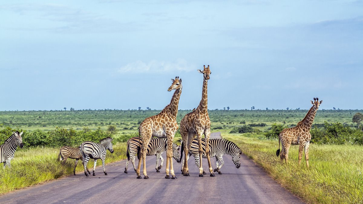 Parcul National Kruger - Republica Sud Africa 