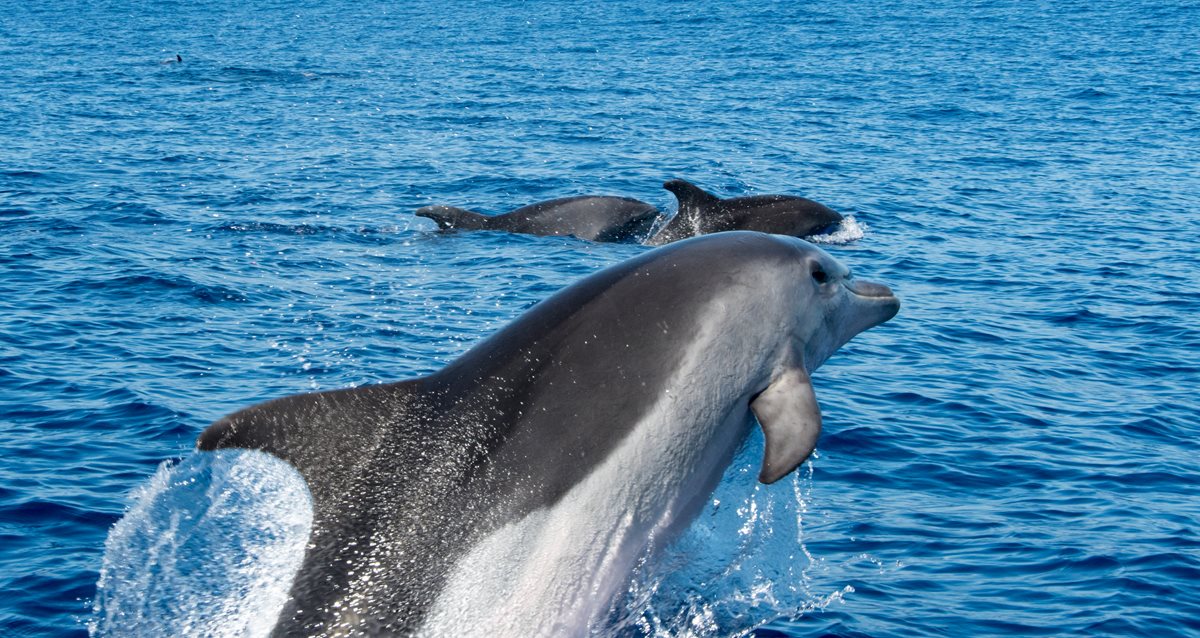 Delfini - Funchal