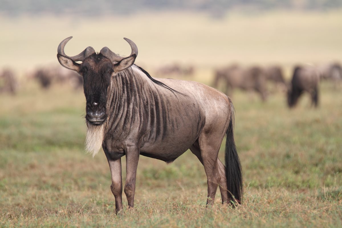 Antilopa Gnu - Republica Sud Africana