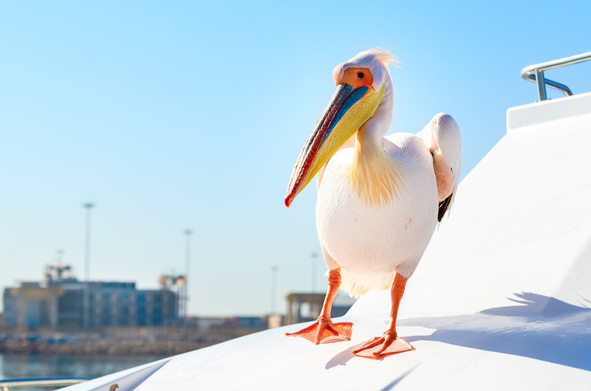 Pelican - Playa Blanca